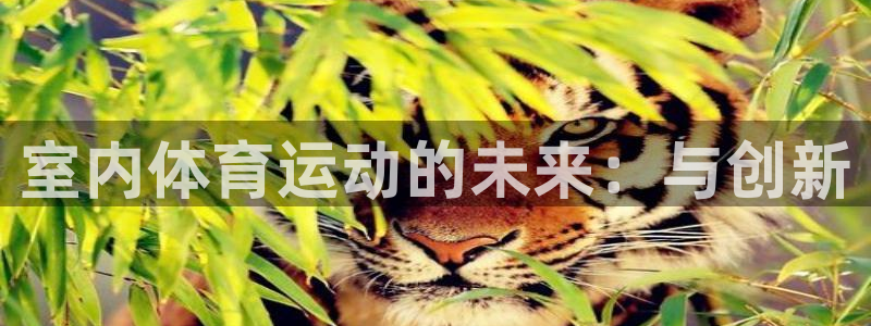 MK体育官方正版app娱乐代理怎么样：室内体育运动的